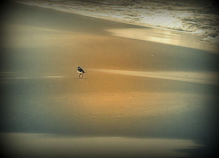 oiseau