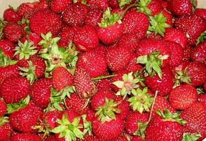 fraises_biologiques