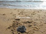 Moules_au_bleu_et_piment_de_la_p_che___pieds___l_Aiguillon_mer_010