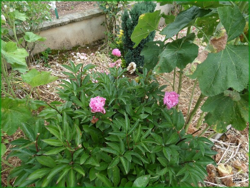 dernières pivoines