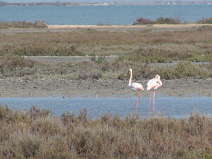 camargue_2010_040