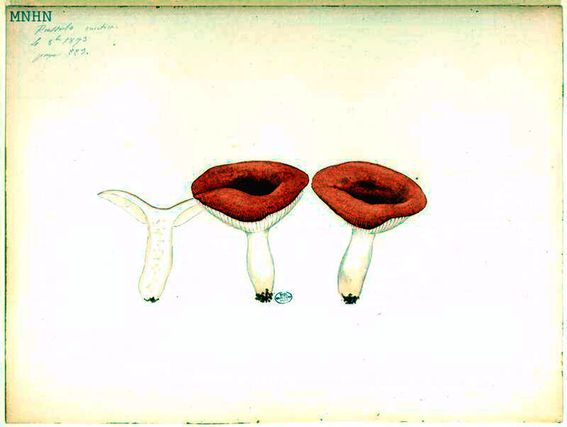 183 b Russula emetica 1893 10 04