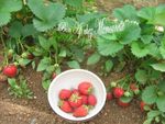Tartelettes_aux_fraises_Mara_du_jardin___la_p_te_maison_002