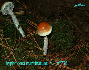 hypholoma_marginatum_n_735