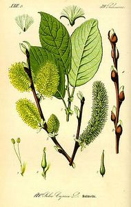 Saule Marseault (Salix_caprea)