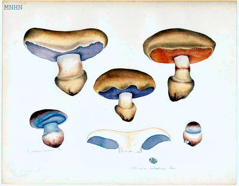 71 Cortinarius calochrous arquatus