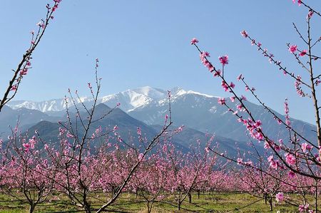 Le_Canigou_et_les_pêchers_en_fleurs