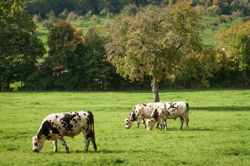 Pays d'Auge