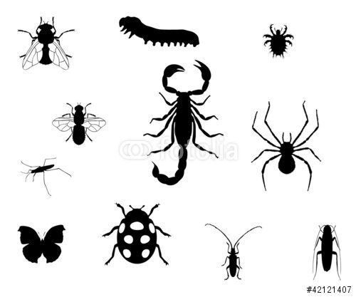 image insectes