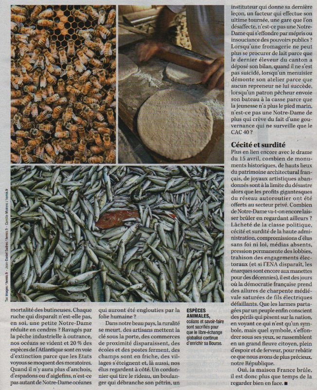perico2