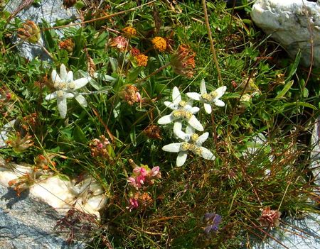 edelweiss