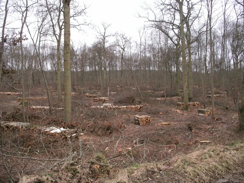 Forêt de Montceaux 2