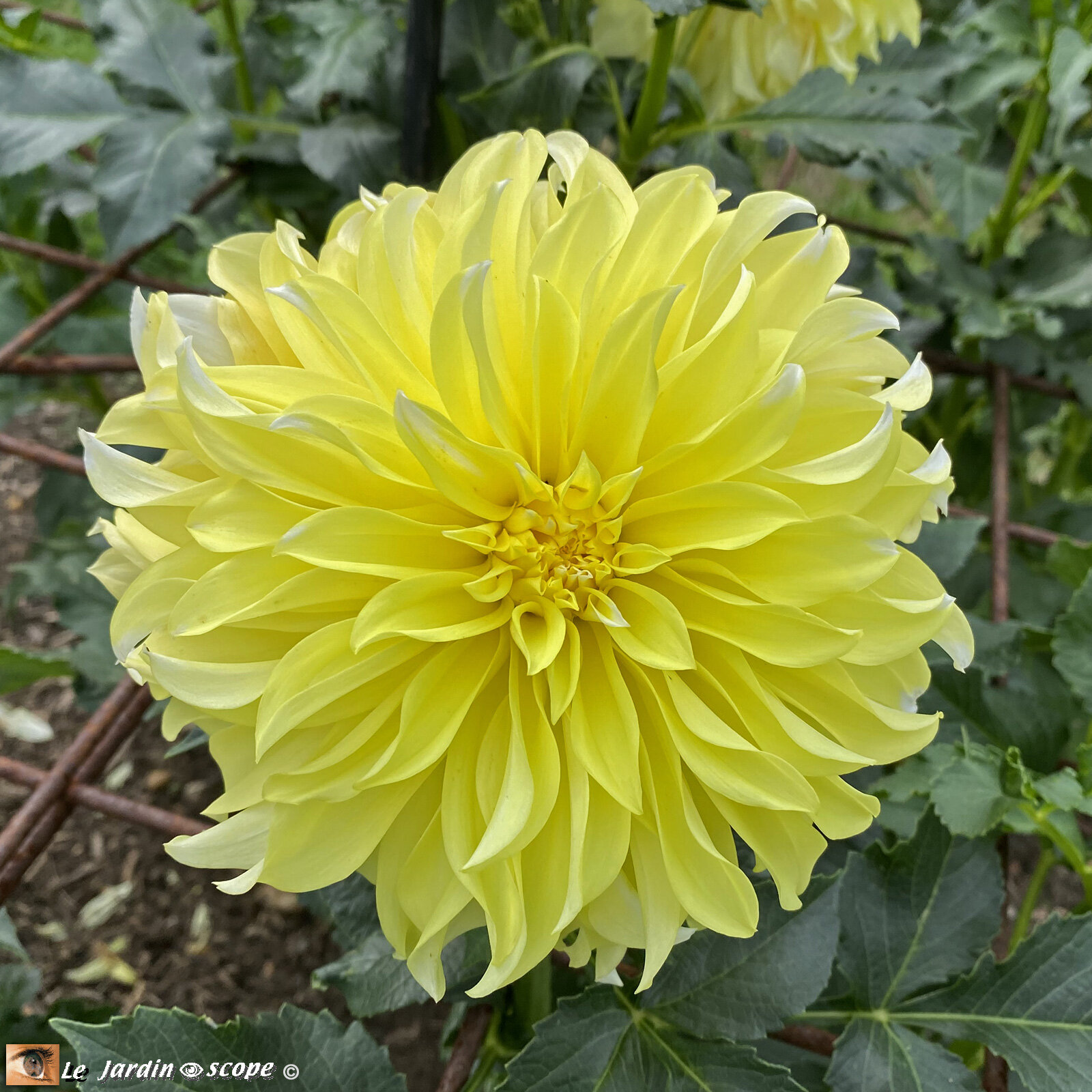 Dahlia-Lemon-Ice