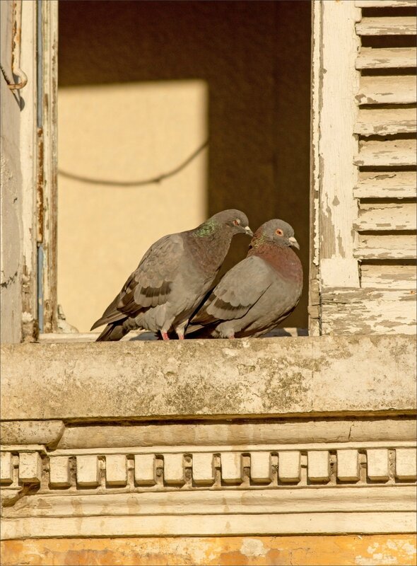 ville pigeons soleil 2 270915