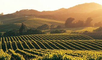 les-vignes-de-champagne-en-vallee-de-la-marne-aisne-picardie_large