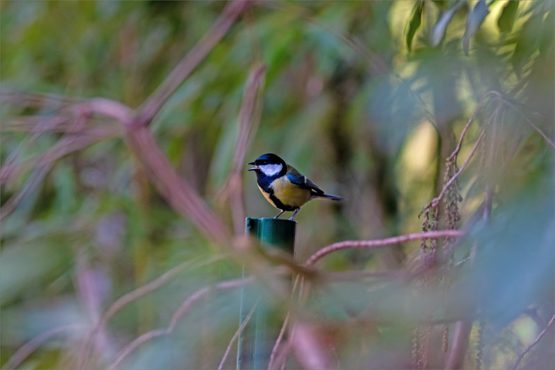 Oiseau mésange charb 050123 4 ym graine