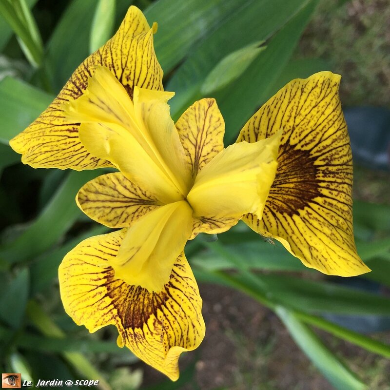2615-Iris-Jaune