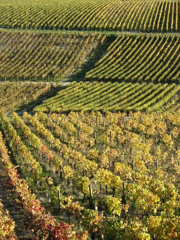 Les vignes de Sancerre en automne (18)