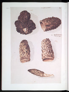 Clusius4