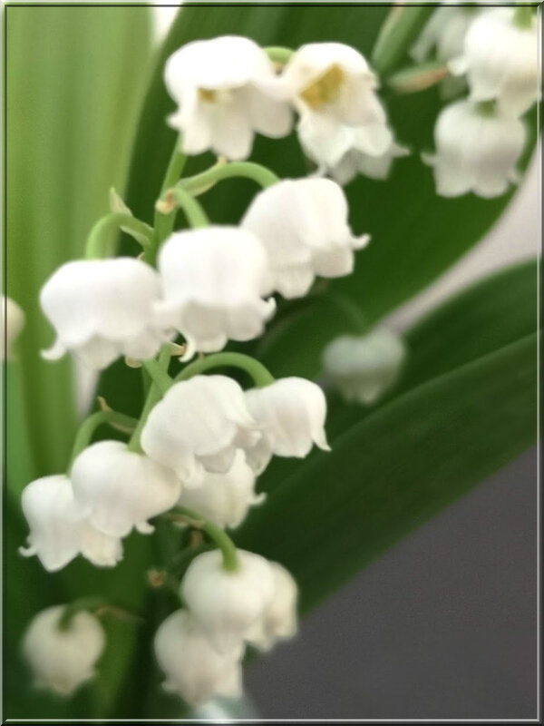 muguet_01