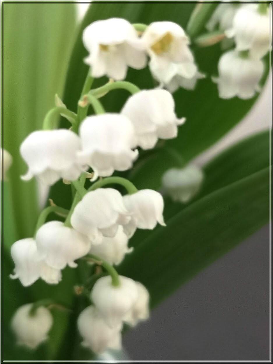 muguet_01
