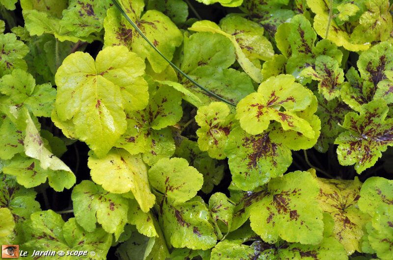 Heucherella Yellowstone falls