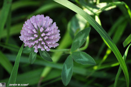 Trèfle des prés • Trifolium pratense