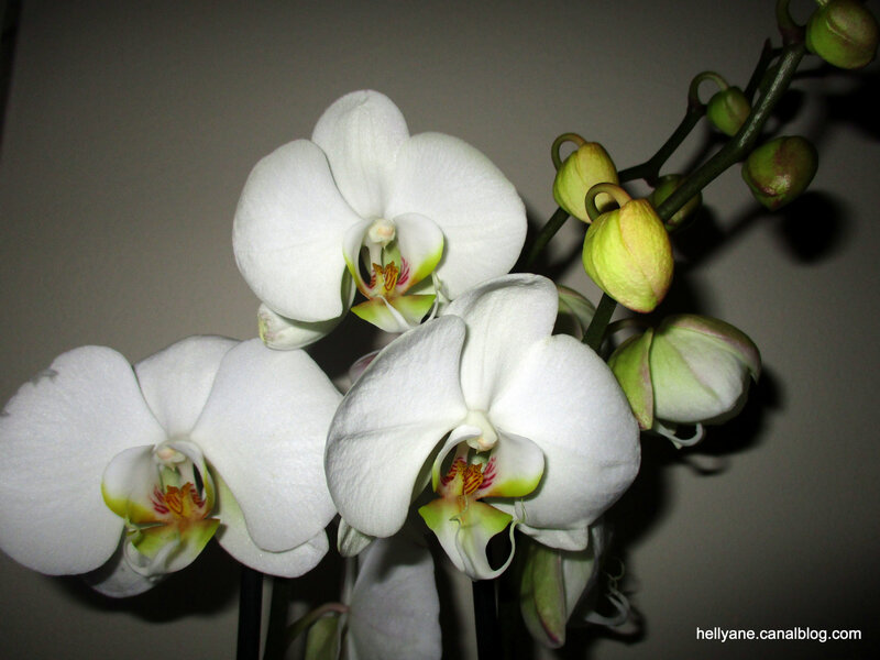 orchidée (1)