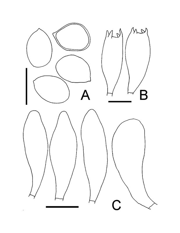 Crepidotus calolepis Fig 4