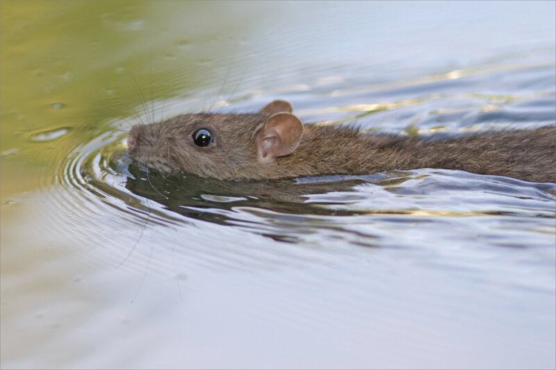 rat 2 oeil 280819