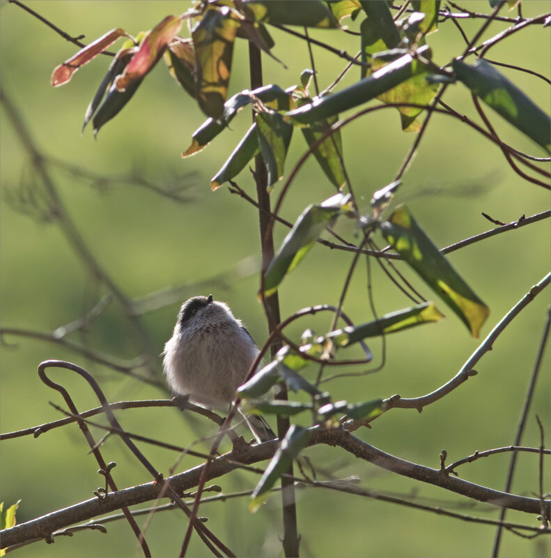 Galuchet oiseau mésange longue queue 2 190120
