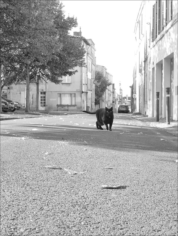 ville panthere noire 1 092015