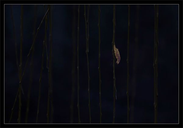 feuille saule 2 171212