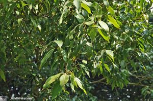 Chene-à-feuilles-de-myrsine-2