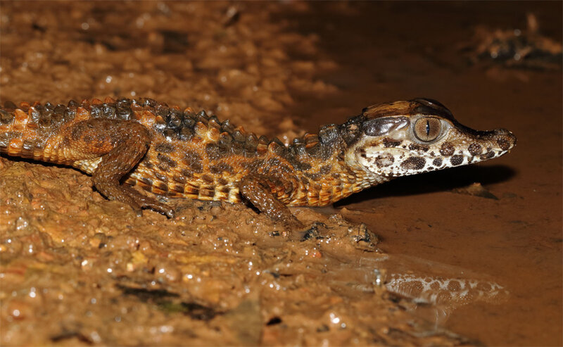 Paleosuchus trigonatus - jeune