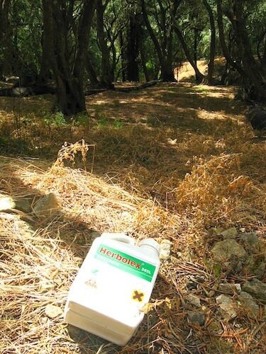 empty_glyphosate__herbolex__container_discarded_in_corfu_olive_grove