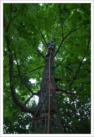 arbre_grimpette_1_190610