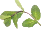 menthe