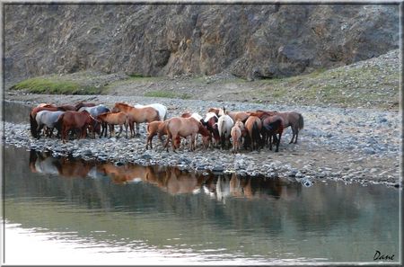 1_mongolie_chevaux_reflets