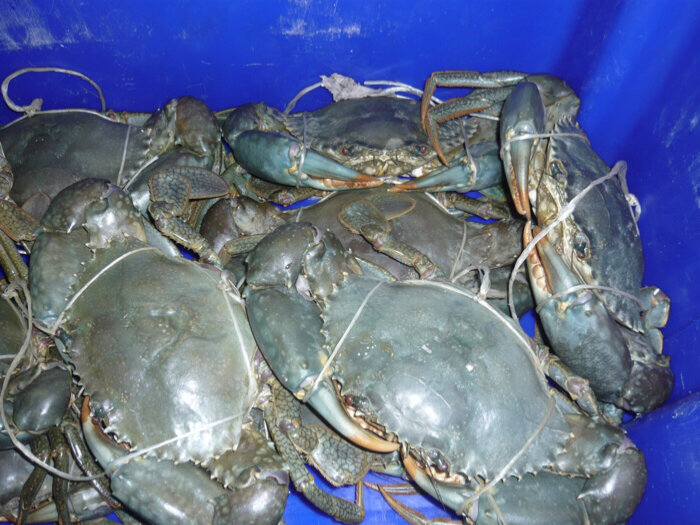 Crabes marché chinois Sydney