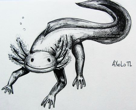 axolotl