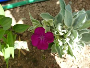 lycnis coronaria