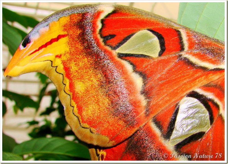 Papillon Attacus Atlas ou Bombyx Atlas (4)