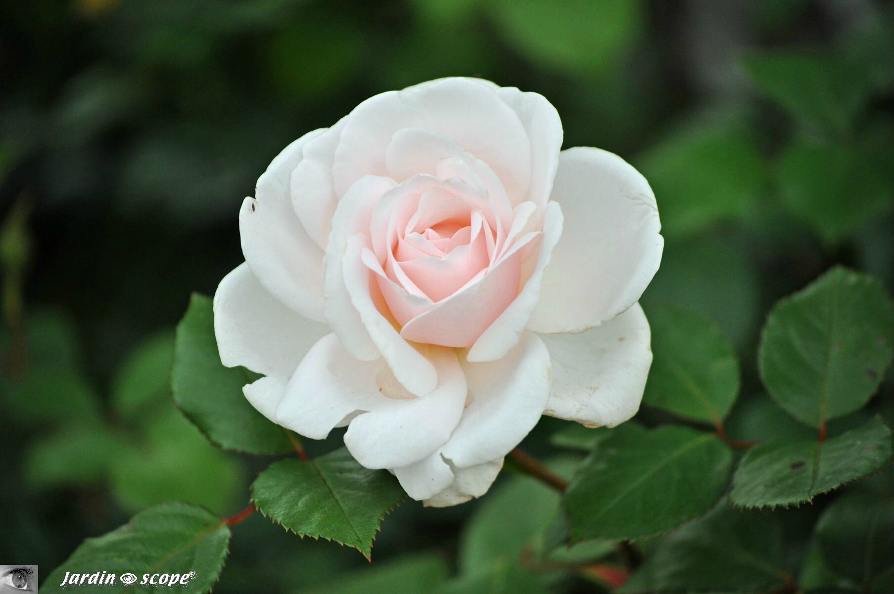 rosier buisson Jardin de Granville