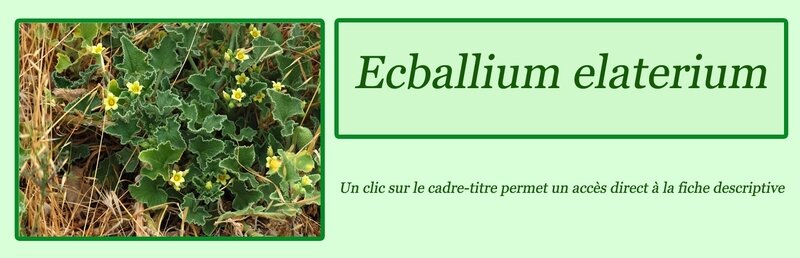 Ecballium elaterium