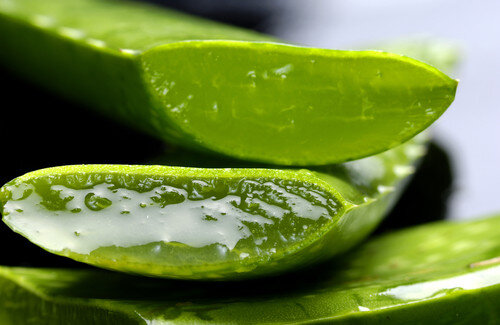 Aloe_vera_500x325