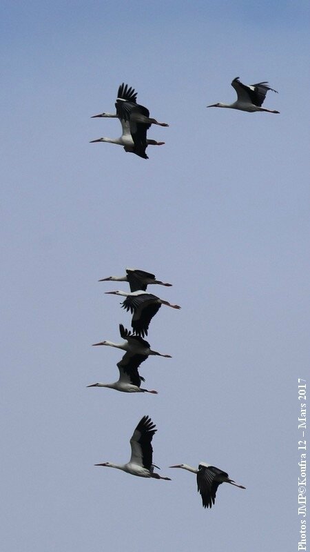 b Photos JMP©Koufra 12 - cigognes - 15 mars 2017 - 0009