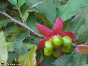 8938_Ochna_serrulata