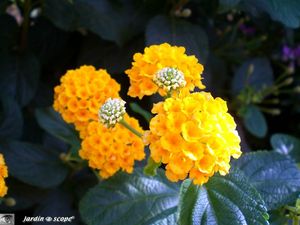 Lantana_jaune