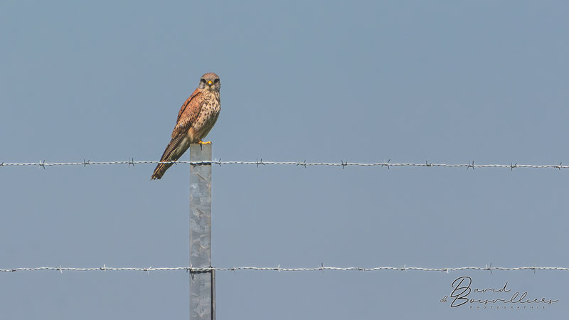 Faucon crécerelle (Falco tinnunculus) femelle adulte